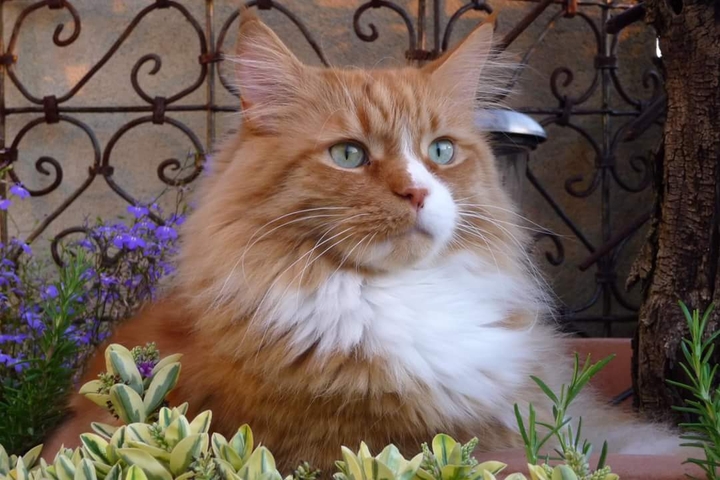 mon chat Maine Coon