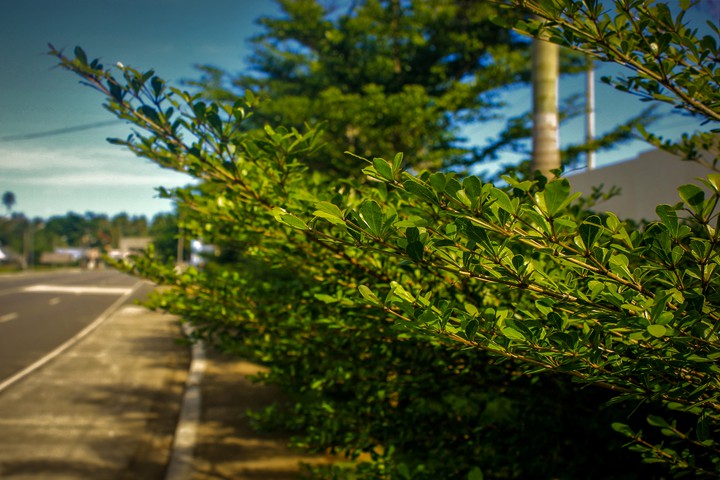greens by the road