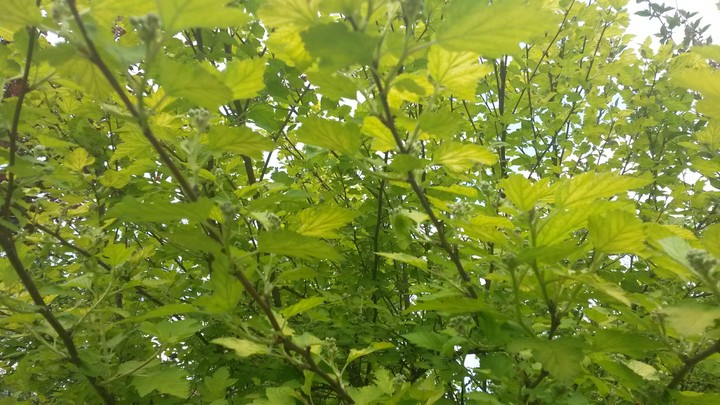 grüner Baum