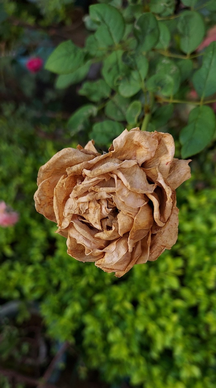 special rose