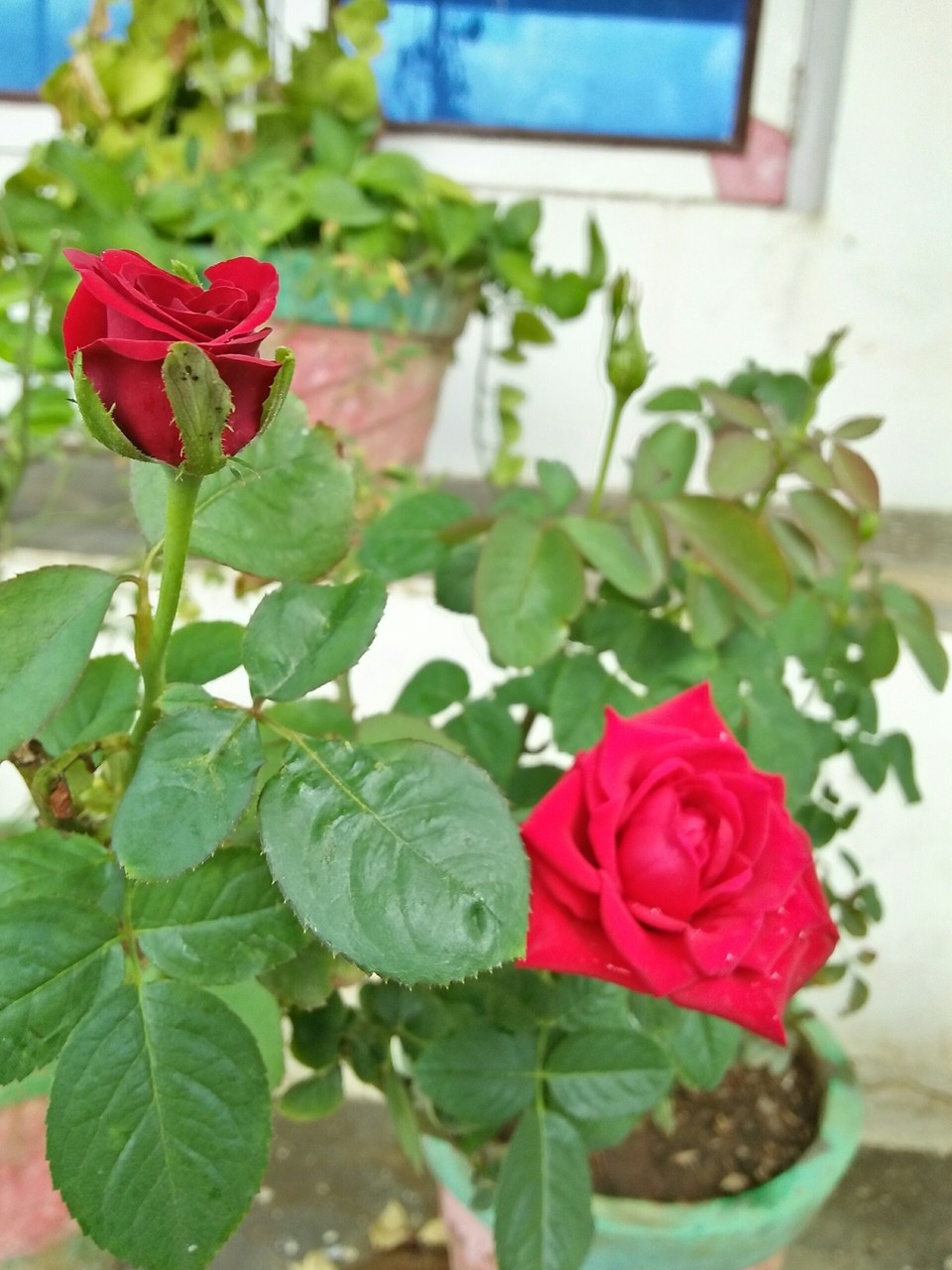 Red rose