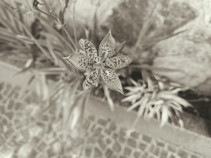 Flower 