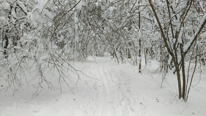 зима ромашково
