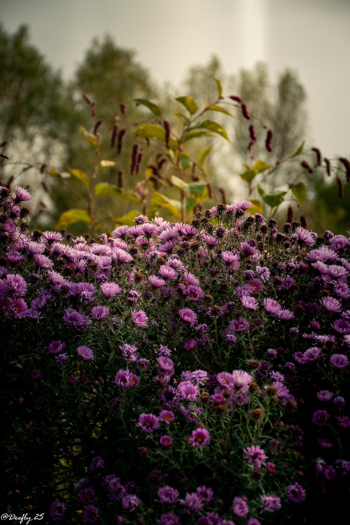 flower mood