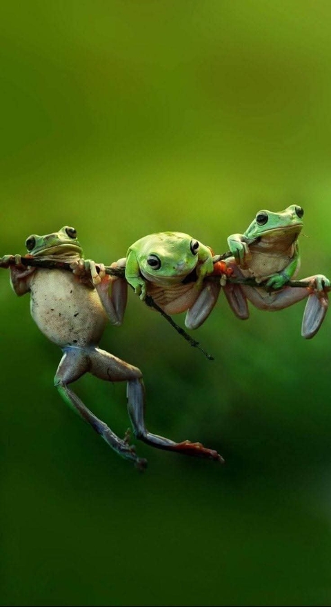 toad, green háttérképek
