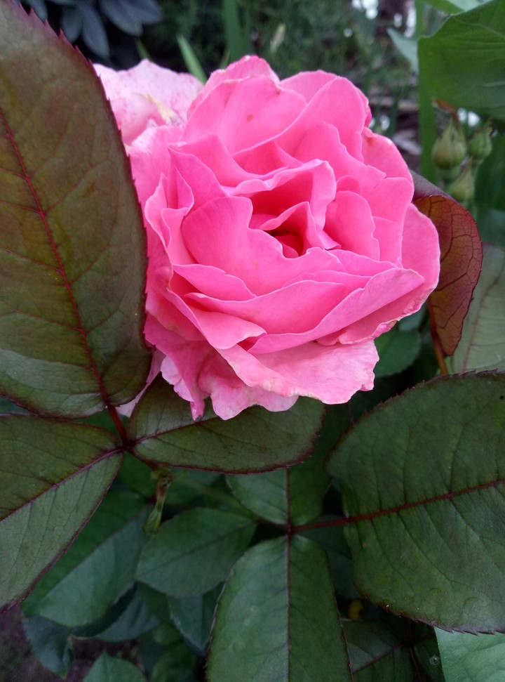 pink rose