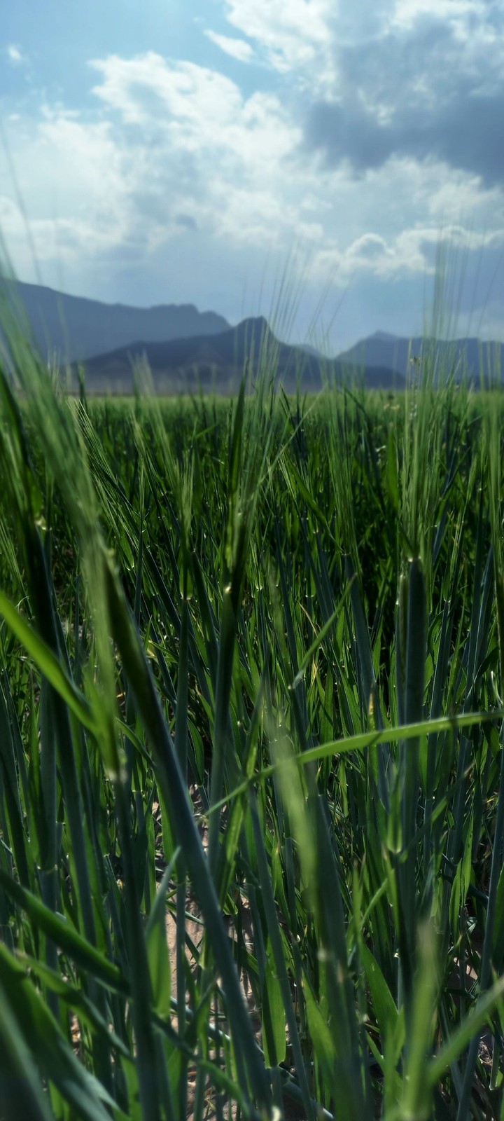 spring
