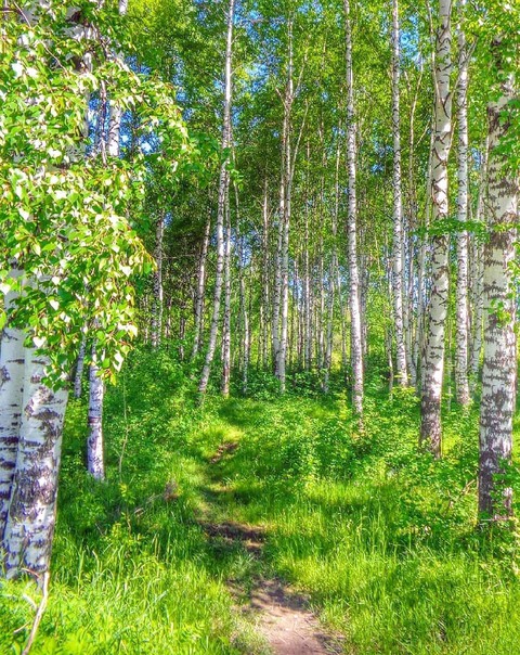 Footpath
