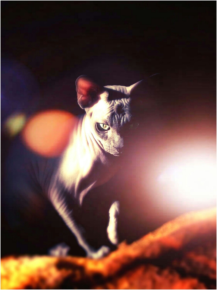 Canadian Sphynx