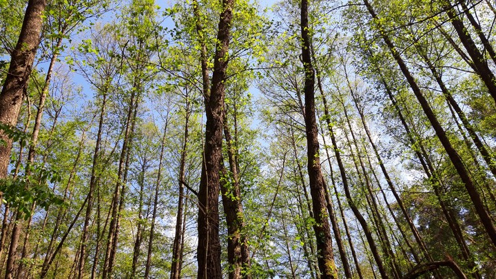 forest