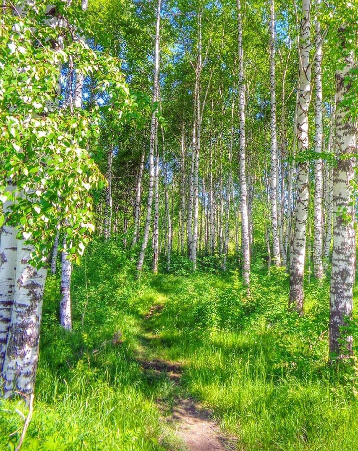 Footpath