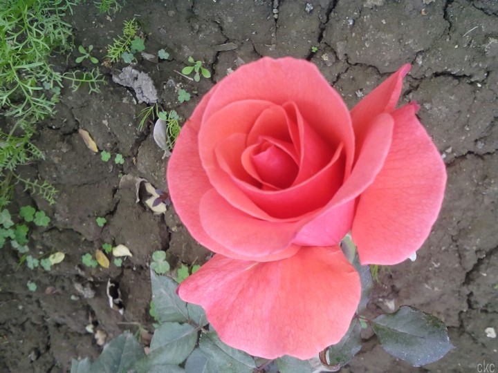rose