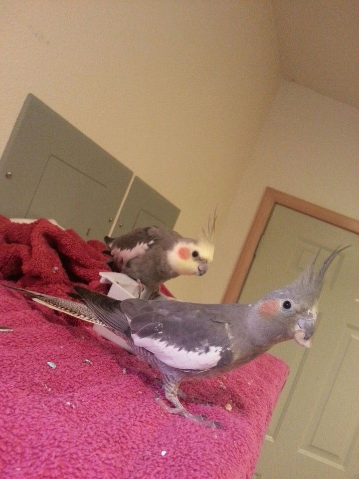 eating seeds! ;)