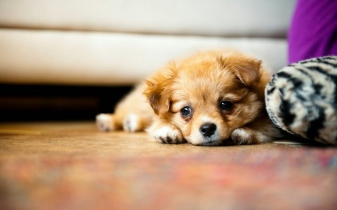 cute puppy