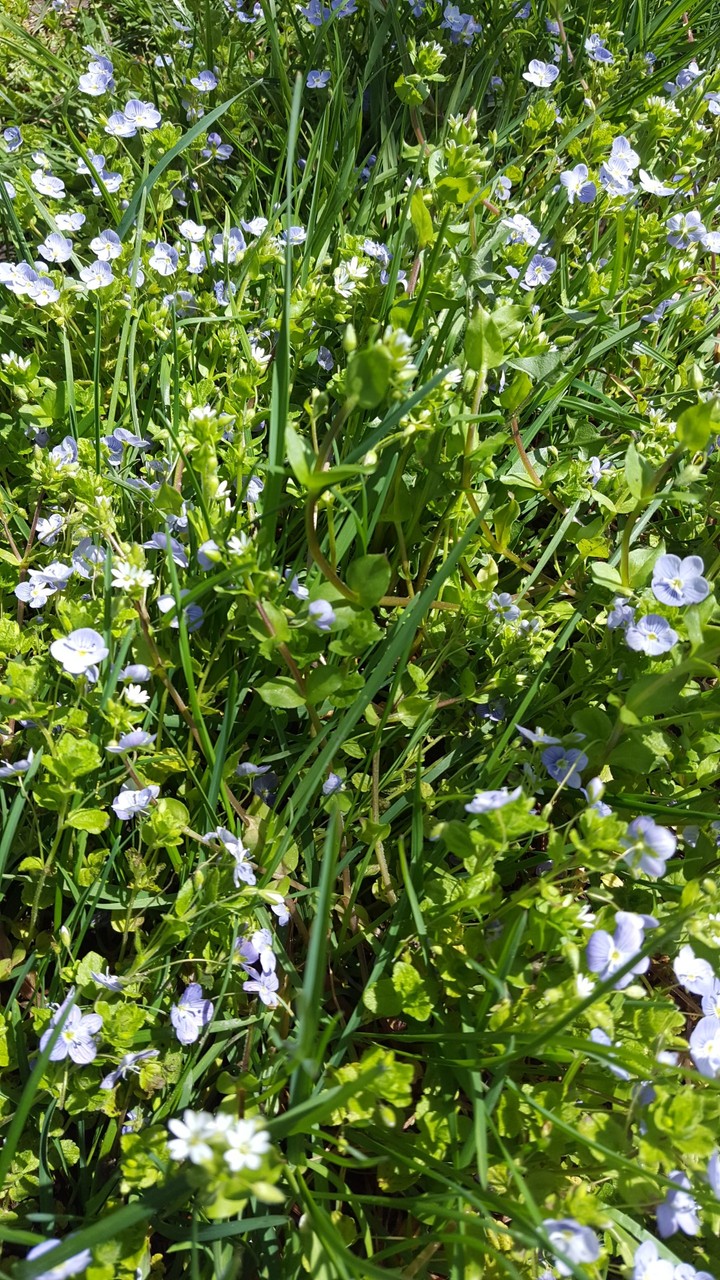 Grass and flowers