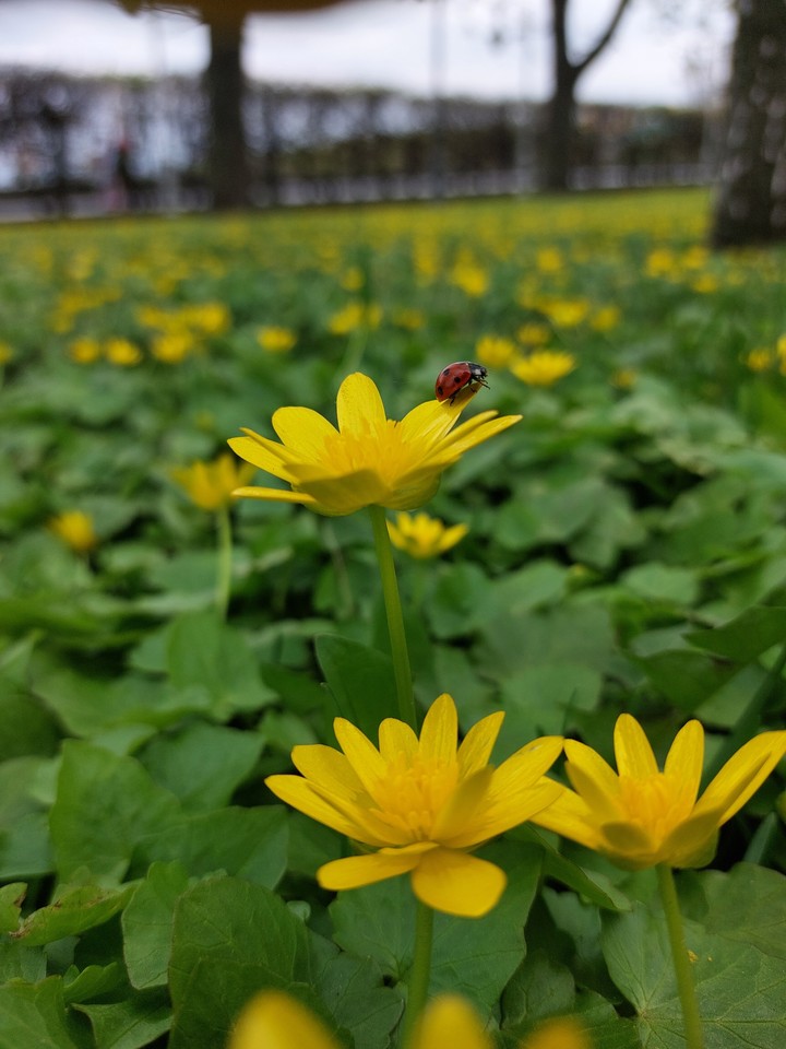 Spring in Kiev