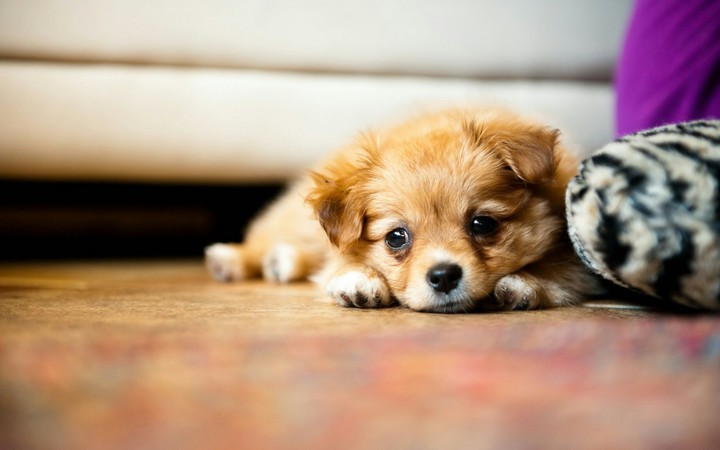 cute puppy