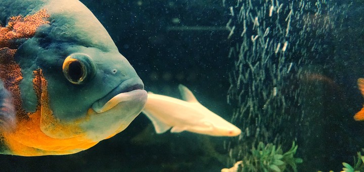 Fish