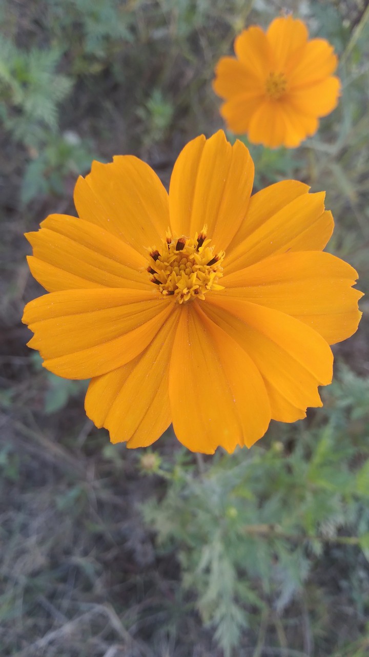 Flowers