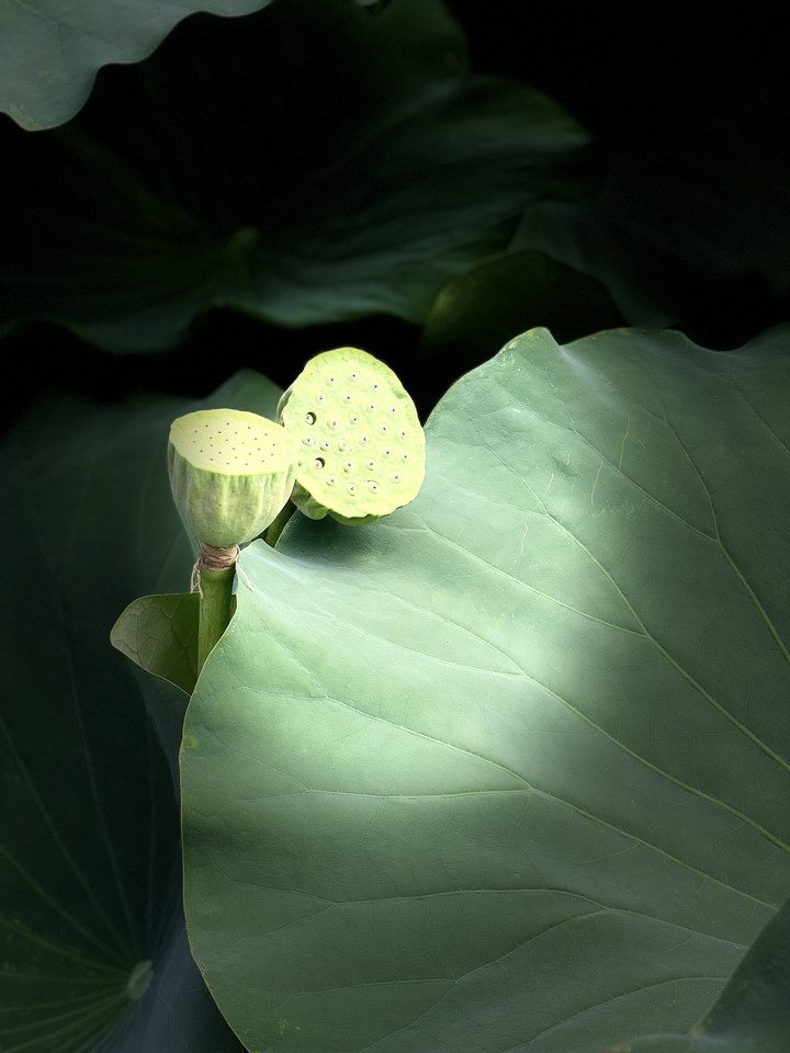 연밥