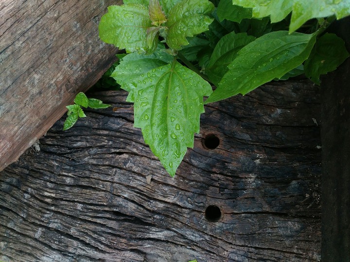 The Green Leaf