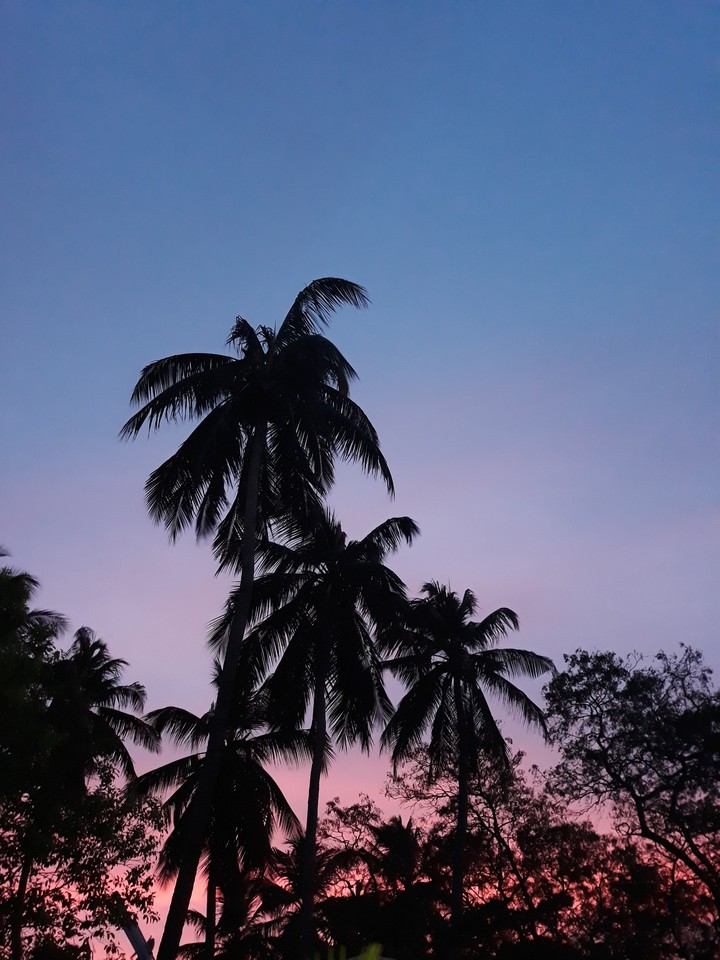 The trees