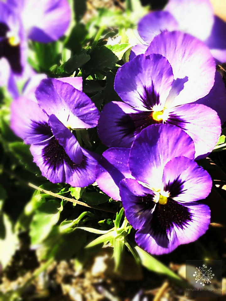 Purple is the new black
