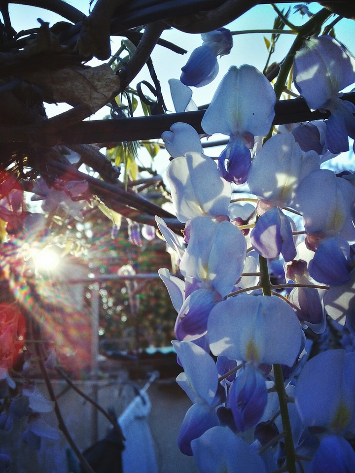 flower