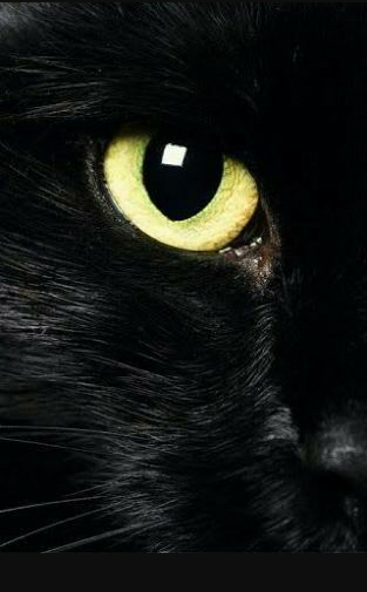 WOW! It's black cat