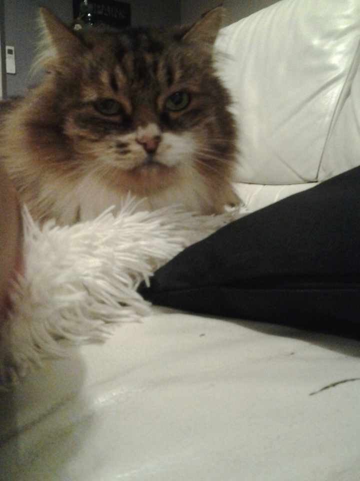 voila mon chat durite