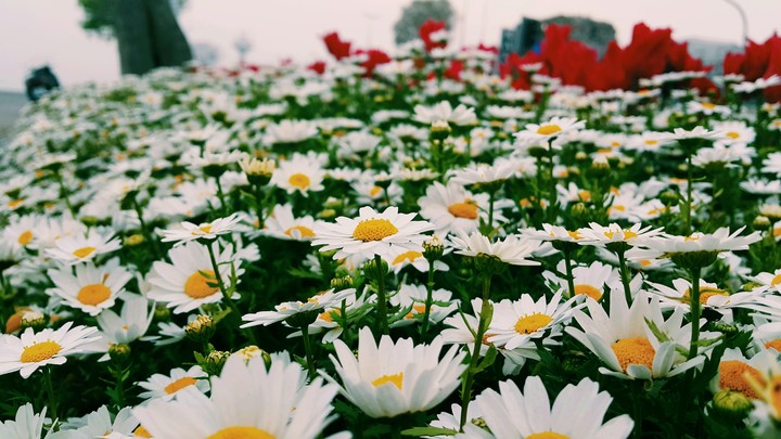 daisy