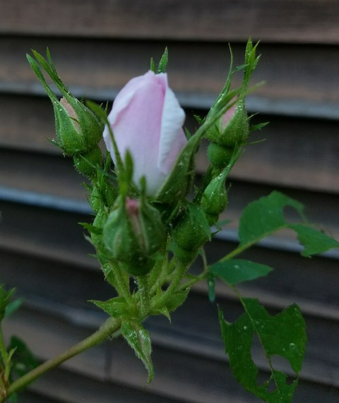 Rosebud