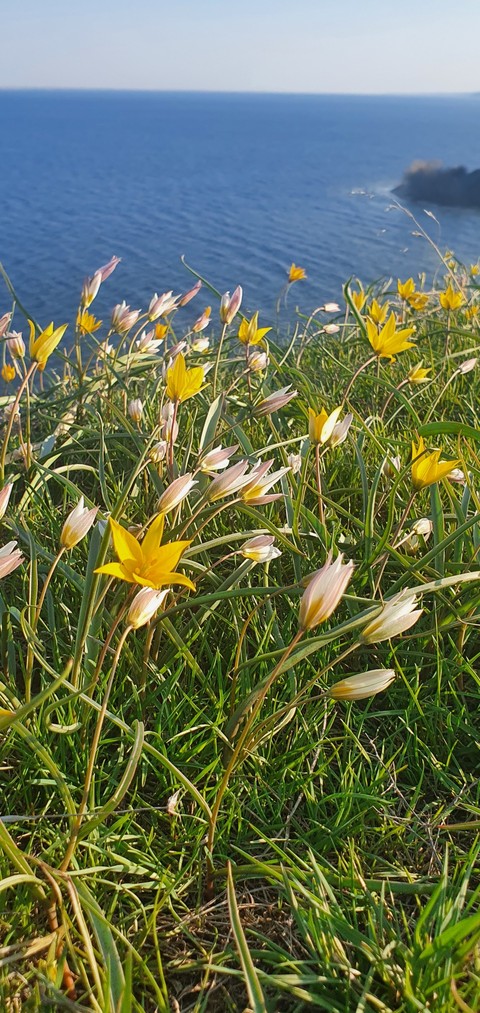 botany, vegetation wallpapers