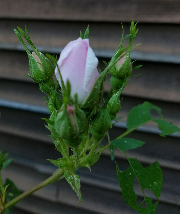 Rosebud