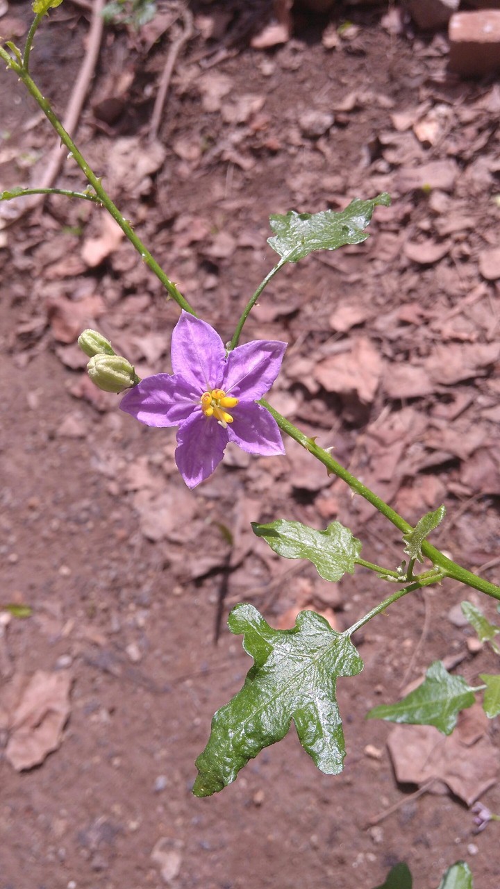 purple
