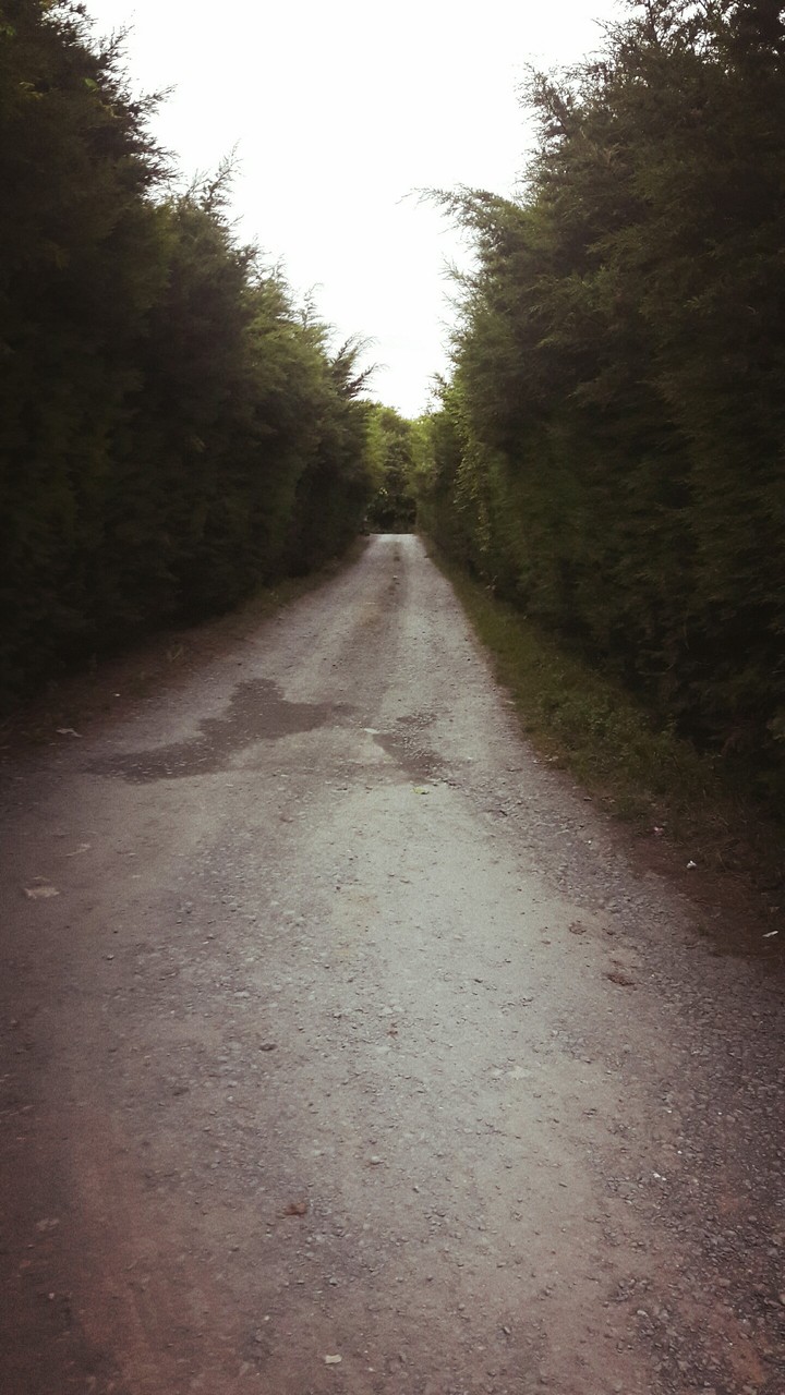 yol
