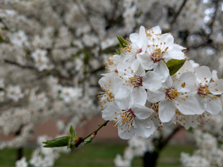 Spring