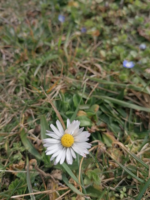 sfondi groundcover, grass