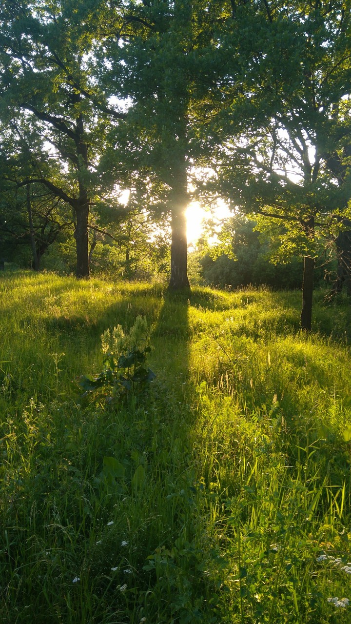 Sunny Forest