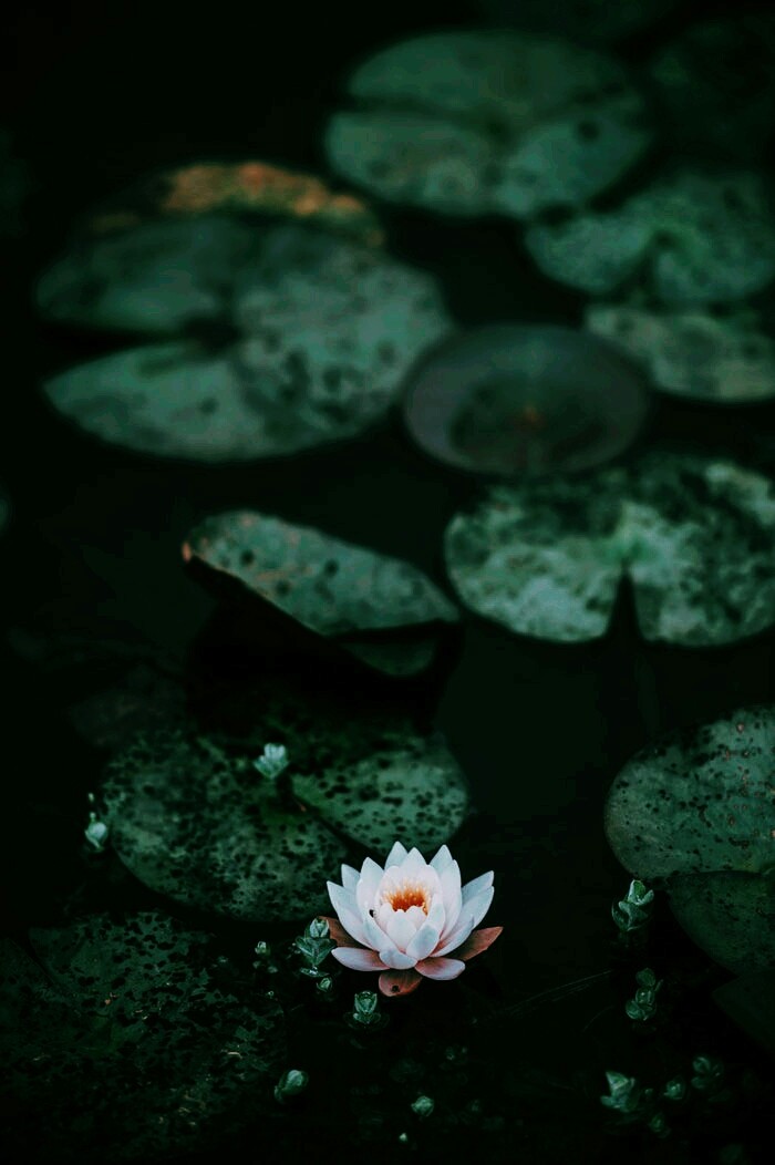 lotus