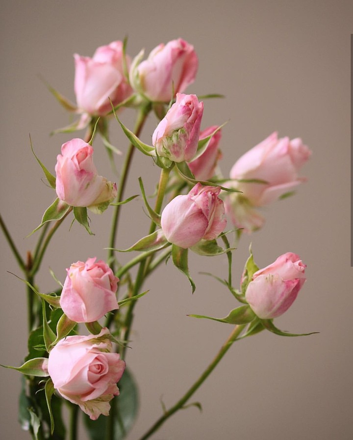 soft beauty