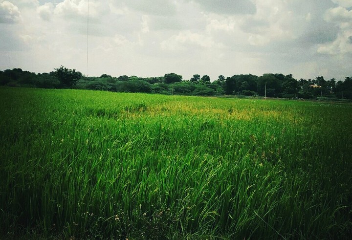 nature lover