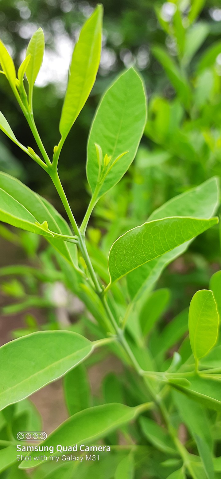 Sandalwood green