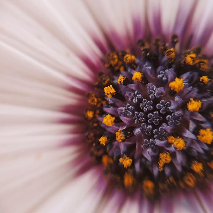 macroflowers