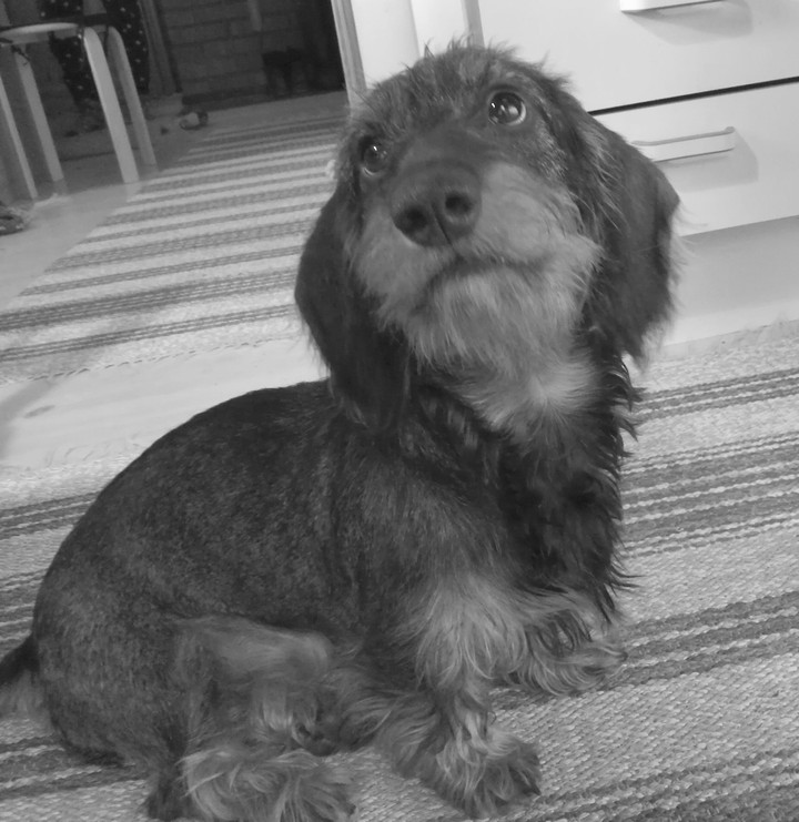 dog