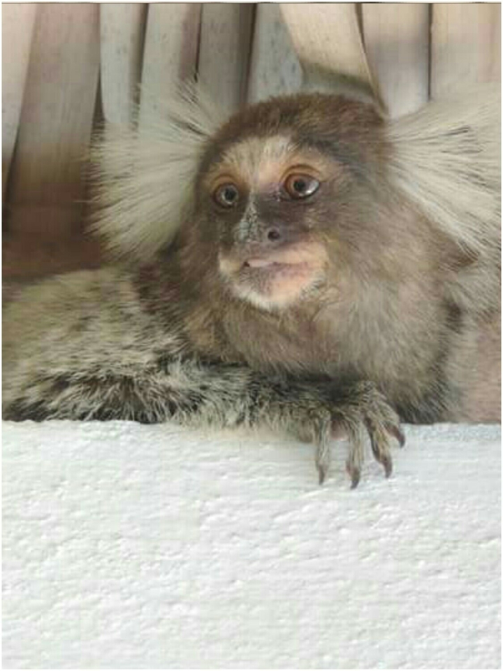 Sagui