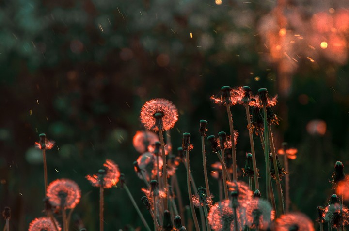 Dandelions