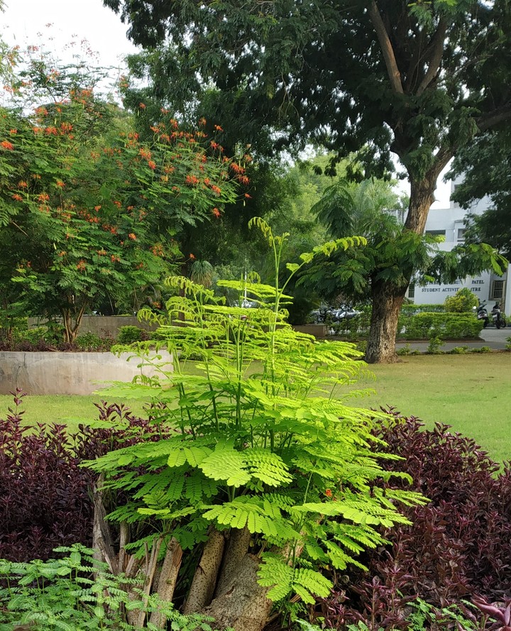 Nature