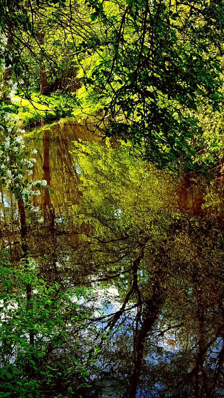 forest