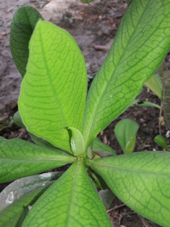 plants